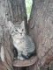 Domestic Shorthaired Cat Cats for sale in Louisville, KY, USA. price: $75