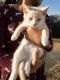 Domestic Shorthaired Cat Cats for sale in Collinsville, AL 35961, USA. price: NA