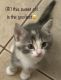 Domestic Shorthaired Cat Cats for sale in Glendale, AZ, USA. price: $60