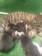 Domestic Shorthaired Cat Cats for sale in Hudson, FL 34667, USA. price: NA