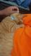 Domestic Shorthaired Cat Cats for sale in Houston, TX, USA. price: $100