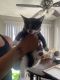 Domestic Shorthaired Cat Cats for sale in Henderson, NV, USA. price: $20
