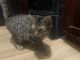 Domestic Shorthaired Cat Cats for sale in Bridgeton, NJ 08302, USA. price: NA