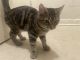 Domestic Shorthaired Cat Cats for sale in Bridgeton, NJ 08302, USA. price: NA