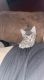 Domestic Shorthaired Cat Cats for sale in Portland, OR 97233, USA. price: NA