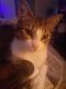 Domestic Shorthaired Cat Cats for sale in Denham Springs, LA 70706, USA. price: NA