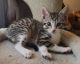 Domestic Shorthaired Cat Cats for sale in Hastings, MN 55033, USA. price: $100