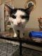 Domestic Shorthaired Cat Cats for sale in Lancaster, PA, USA. price: NA
