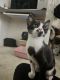 Domestic Shorthaired Cat Cats for sale in Owings Mills, MD, USA. price: NA