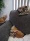 Domestic Shorthaired Cat Cats for sale in 1342 W Emerald Ave, Mesa, AZ 85202, USA. price: NA