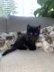 Domestic Shorthaired Cat Cats for sale in Everett, WA, USA. price: $100