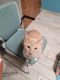 Domestic Shorthaired Cat Cats for sale in Phoenix, AZ, USA. price: $125
