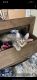 Domestic Shorthaired Cat Cats for sale in San Antonio, TX, USA. price: NA