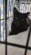 Domestic Shorthaired Cat Cats for sale in Bonita Springs, FL, USA. price: NA