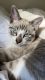 Domestic Shorthaired Cat Cats for sale in Daly City, CA, USA. price: NA
