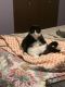 Domestic Shorthaired Cat Cats for sale in Wooster, OH 44691, USA. price: NA