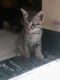 Domestic Shorthaired Cat Cats for sale in Chennai, Tamil Nadu, India. price: NA