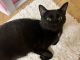 Domestic Shorthaired Cat Cats for sale in Sunrise, FL, USA. price: NA
