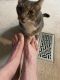 Domestic Shorthaired Cat Cats for sale in Brandon, MS, USA. price: NA