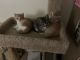 Domestic Shorthaired Cat Cats for sale in Arlington, TX 76002, USA. price: $20