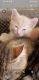 Domestic Shorthaired Cat Cats for sale in Mesa, AZ 85213, USA. price: NA