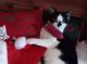 Domestic Shorthaired Cat Cats for sale in South Hampton Roads, VA, USA. price: $49