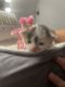 Domestic Shorthaired Cat Cats for sale in Farmington, CT, USA. price: $1,000