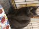 Domestic Shorthaired Cat Cats for sale in Cave Junction, OR 97523, USA. price: NA