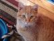 Domestic Shorthaired Cat Cats for sale in South Hampton Roads, VA, USA. price: NA