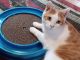 Domestic Shorthaired Cat Cats for sale in South Hampton Roads, VA, USA. price: $25