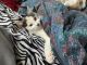 Domestic Shorthaired Cat Cats for sale in Columbia, SC, USA. price: $45