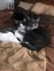 Domestic Shorthaired Cat Cats for sale in Hesperia, CA 92344, USA. price: $25