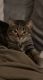 Domestic Shorthaired Cat Cats for sale in Charlotte, NC 28205, USA. price: $50