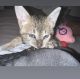 Domestic Shorthaired Cat Cats for sale in 8201 W Bellfort Blvd, Houston, TX 77071, USA. price: NA