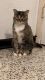 Domestic Shorthaired Cat Cats for sale in Port Charlotte, FL, USA. price: NA