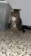 Domestic Shorthaired Cat Cats for sale in Port Charlotte, FL, USA. price: NA