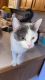 Domestic Shorthaired Cat Cats for sale in Greeley, CO, USA. price: NA