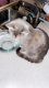 Domestic Shorthaired Cat Cats for sale in Greeley, CO, USA. price: NA