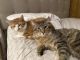 Domestic Shorthaired Cat Cats for sale in 19 Chestnut Hill Ave, White Plains, NY 10606, USA. price: $80