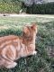 Domestic Shorthaired Cat Cats for sale in Irvine, CA, USA. price: $20