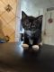 Domestic Shorthaired Cat Cats for sale in Perris, CA, USA. price: NA