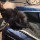 Domestic Shorthaired Cat Cats for sale in O'Fallon, MO 63368, USA. price: NA