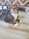 Domestic Shorthaired Cat Cats for sale in 7600 Majorca Pl, Orlando, FL 32819, USA. price: $50