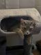 Domestic Shorthaired Cat Cats for sale in Milwaukee, WI 53202, USA. price: NA