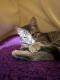 Domestic Shorthaired Cat Cats for sale in Milwaukee, WI 53202, USA. price: NA