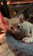 Domestic Shorthaired Cat Cats for sale in Elkton, MD 21921, USA. price: $10,000