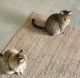 Domestic Shorthaired Cat Cats for sale in Ephraim, UT 84627, USA. price: NA