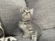 Domestic Shorthaired Cat Cats for sale in Agawam, MA, USA. price: $400