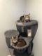 Domestic Shorthaired Cat Cats for sale in New Windsor, NY 12553, USA. price: $60