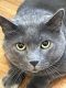 Domestic Shorthaired Cat Cats for sale in Springfield, PA, USA. price: NA